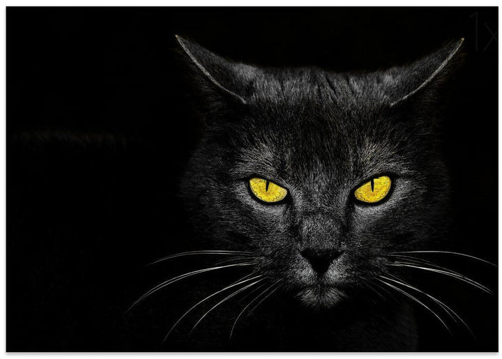 Black Cat - Stretched Canvas, Poster or Fine Art Print I Heart Wall Art