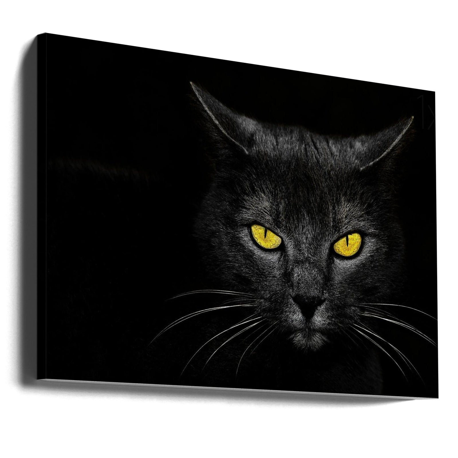 Black Cat - Stretched Canvas, Poster or Fine Art Print I Heart Wall Art