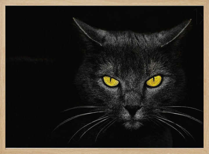 Black Cat - Stretched Canvas, Poster or Fine Art Print I Heart Wall Art