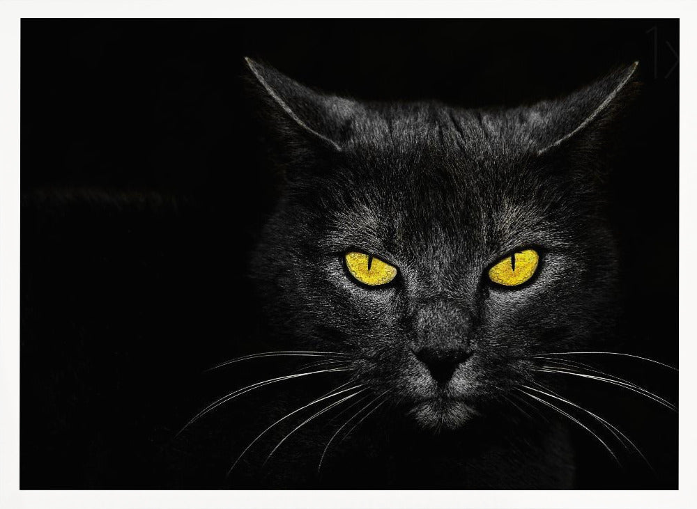 Black Cat - Stretched Canvas, Poster or Fine Art Print I Heart Wall Art