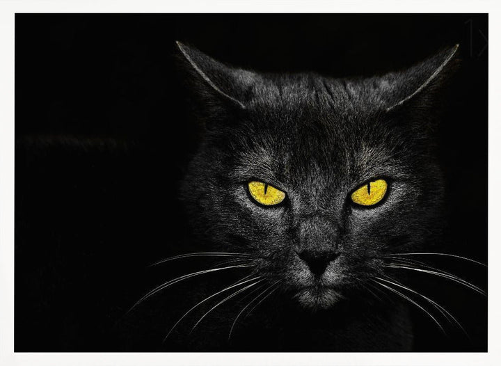 Black Cat - Stretched Canvas, Poster or Fine Art Print I Heart Wall Art