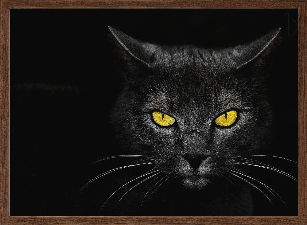 Black Cat - Stretched Canvas, Poster or Fine Art Print I Heart Wall Art