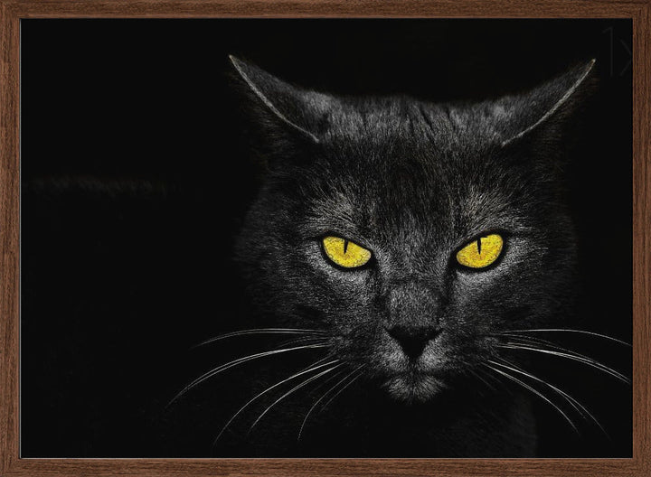 Black Cat - Stretched Canvas, Poster or Fine Art Print I Heart Wall Art