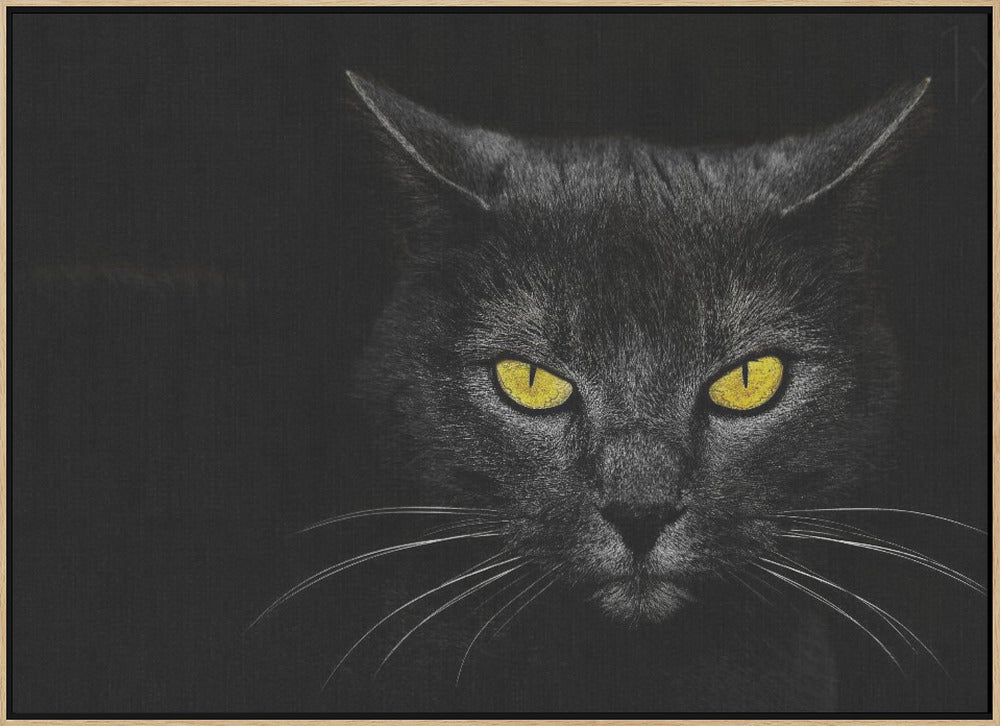 Black Cat - Stretched Canvas, Poster or Fine Art Print I Heart Wall Art