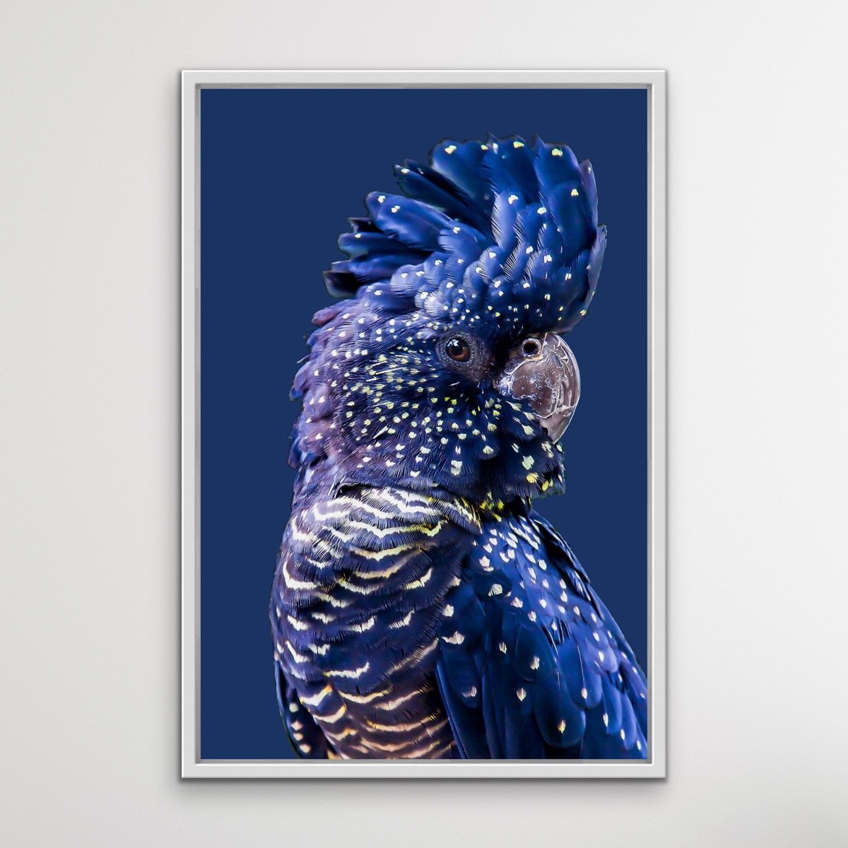 Black Cockatoo on Navy - Black Cockatoo Wall Art Print Stretched Canvas Wall Art - I Heart Wall Art