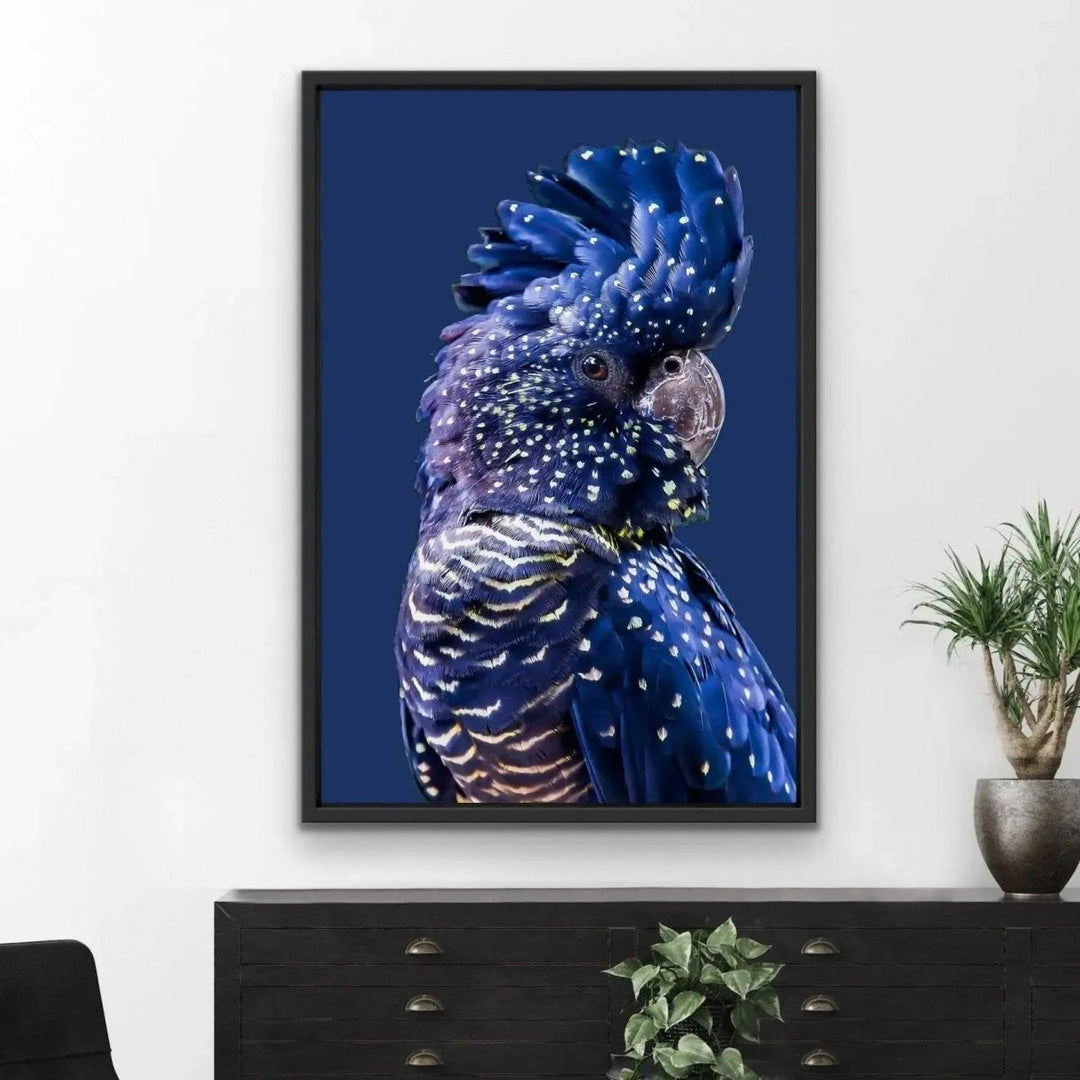 Black Cockatoo on Navy - Black Cockatoo Wall Art Print Stretched Canvas Wall Art - I Heart Wall Art - Poster Print, Canvas Print or Framed Art Print
