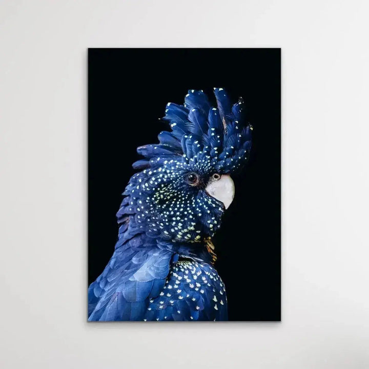 Black Cockatoo on Black - Photographic Bird Print - I Heart Wall Art - Poster Print, Canvas Print or Framed Art Print