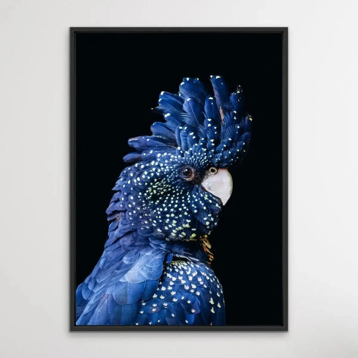 Black Cockatoo on Black - Black Cockatoo Wall Art Print Stretched Canvas Wall Art - I Heart Wall Art - Poster Print, Canvas Print or Framed Art Print