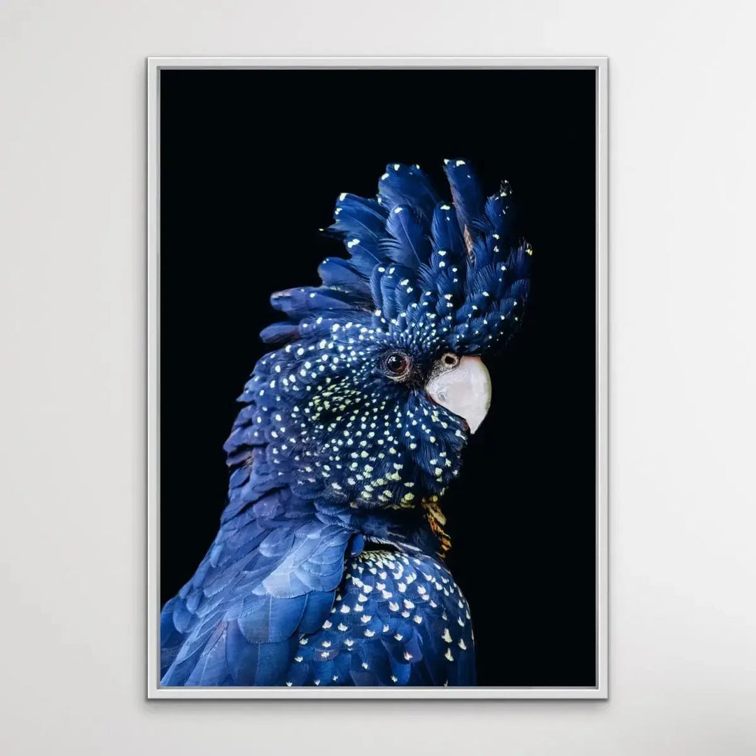 Black Cockatoo on Black - Black Cockatoo Wall Art Print Stretched Canvas Wall Art - I Heart Wall Art - Poster Print, Canvas Print or Framed Art Print