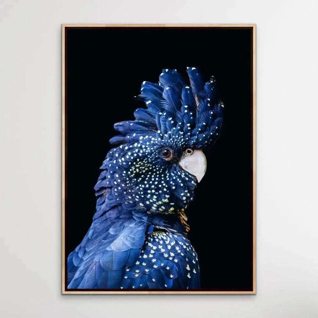 Black Cockatoo on Black - Black Cockatoo Wall Art Print Stretched Canvas Wall Art - I Heart Wall Art - Poster Print, Canvas Print or Framed Art Print