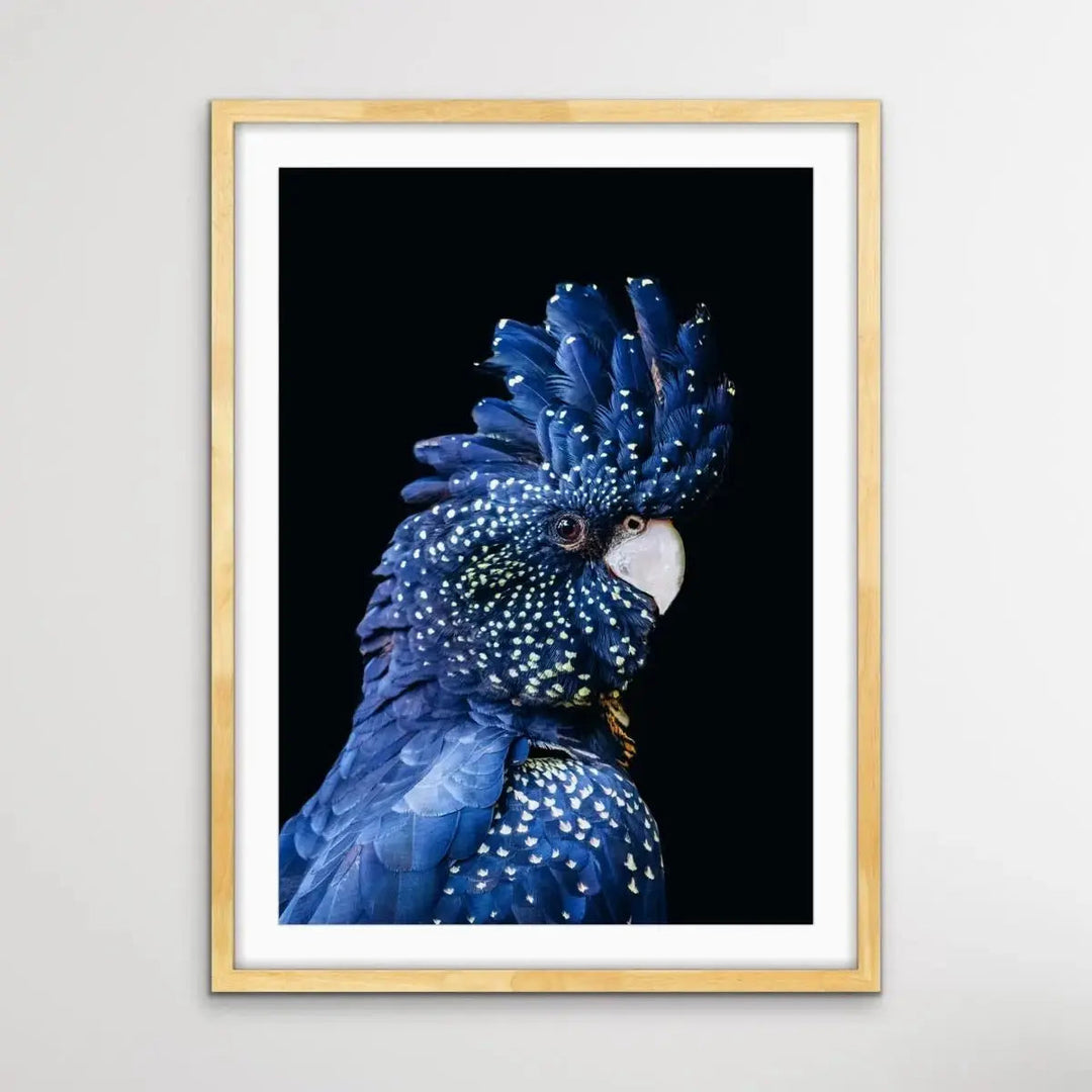 Black Cockatoo on Black - Black Cockatoo Wall Art Print Stretched Canvas Wall Art - I Heart Wall Art - Poster Print, Canvas Print or Framed Art Print