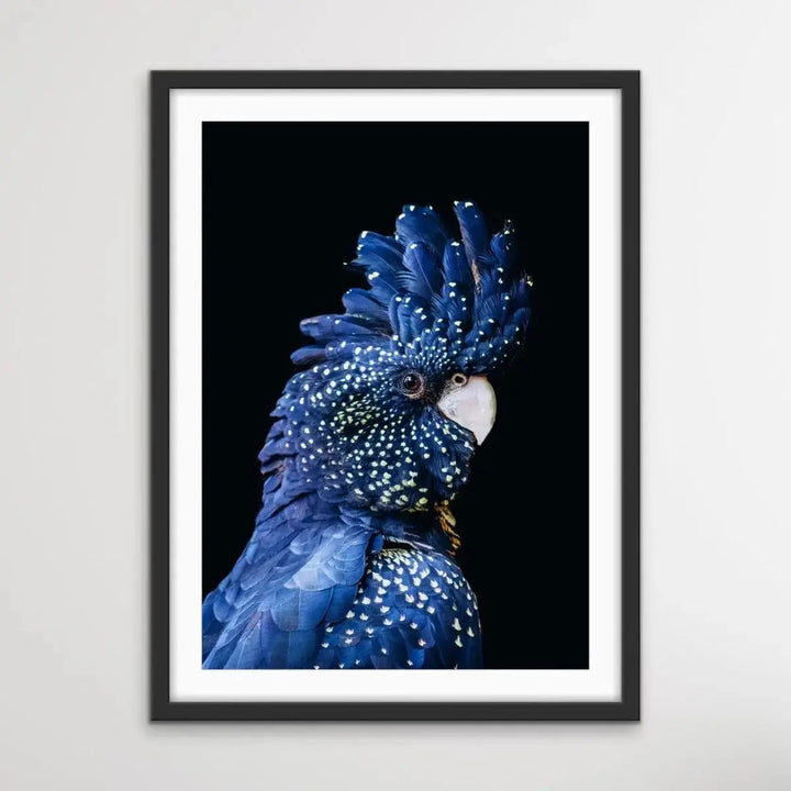 Black Cockatoo on Black - Black Cockatoo Wall Art Print Stretched Canvas Wall Art - I Heart Wall Art - Poster Print, Canvas Print or Framed Art Print