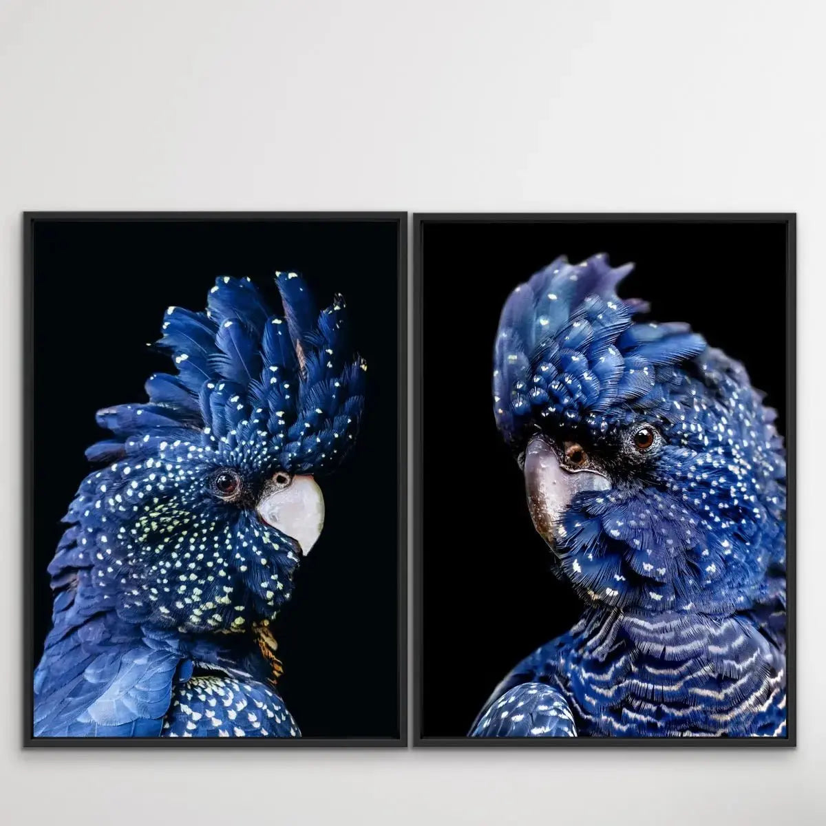 Black Cockatoo On Black - Two Piece Black Cockatoo Stretched Canvas Framed Wall Art Diptych - I Heart Wall Art - Poster Print, Canvas Print or Framed Art Print