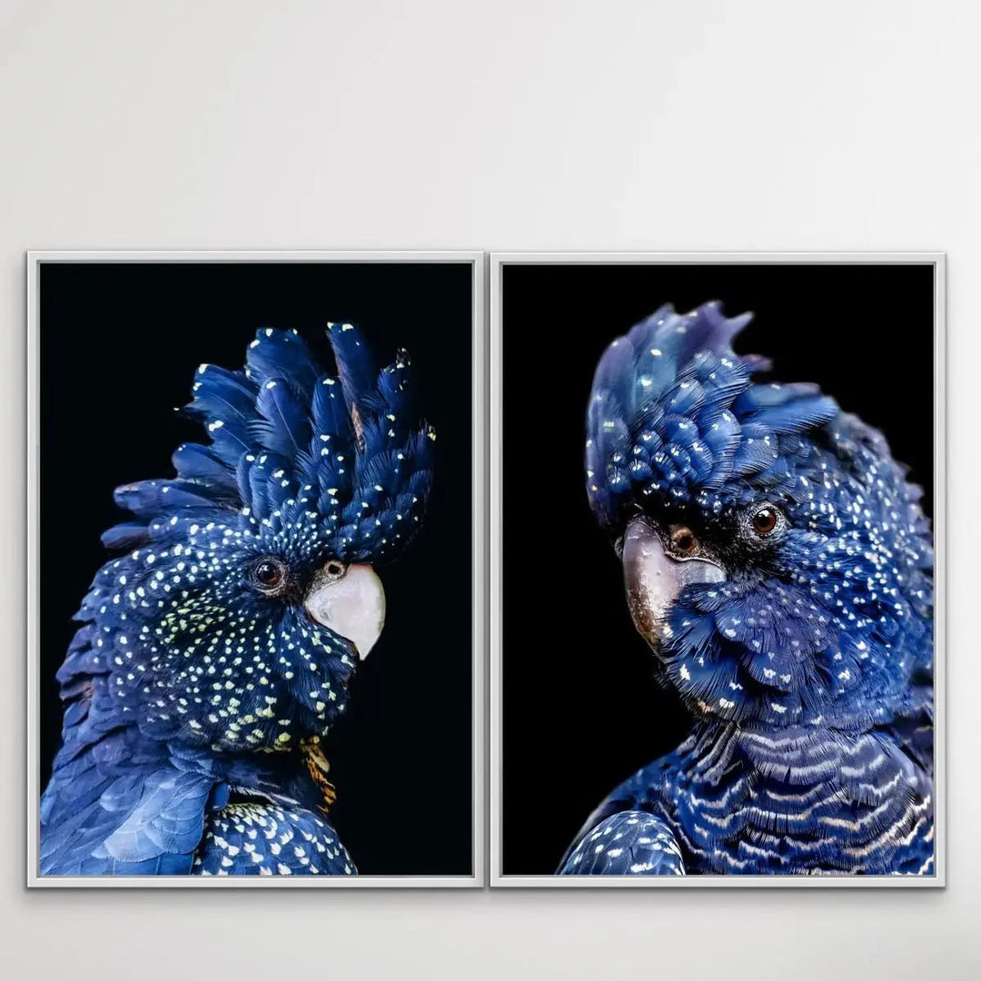 Black Cockatoo On Black - Two Piece Black Cockatoo Stretched Canvas Framed Wall Art Diptych - I Heart Wall Art - Poster Print, Canvas Print or Framed Art Print