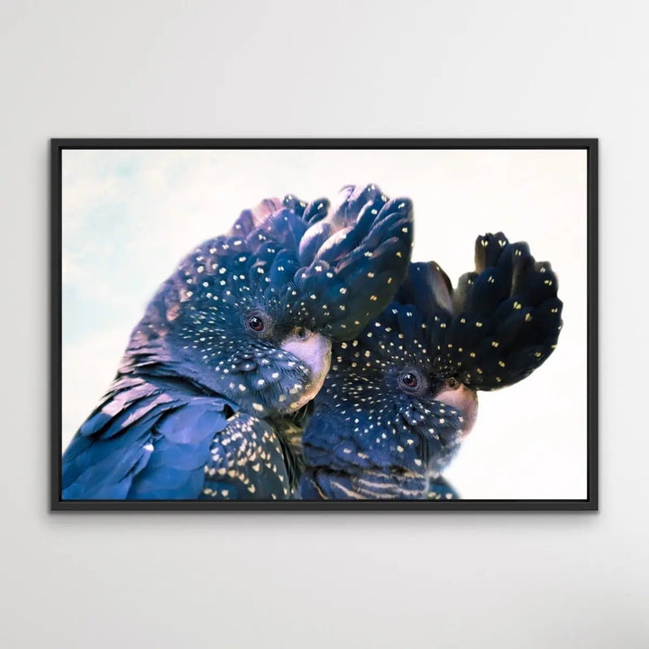 Black Cockatoo Pair - Framed Canvas Print Wall Art Print Red-Tailed Black Cockatoos - I Heart Wall Art - Poster Print, Canvas Print or Framed Art Print