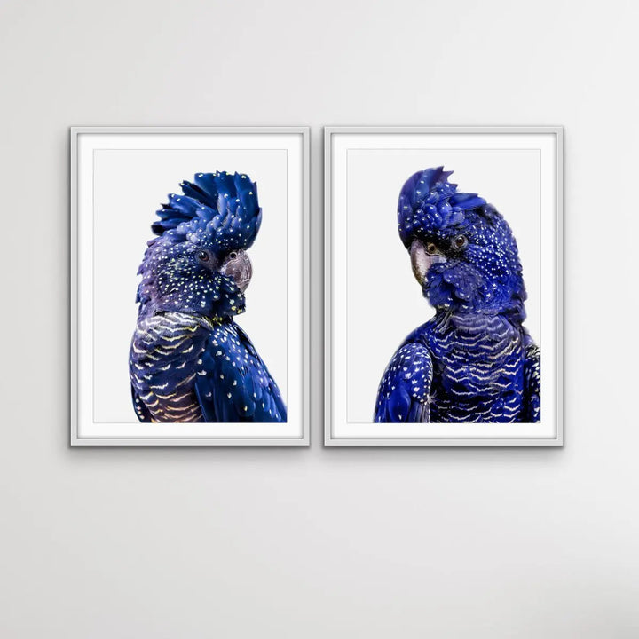 Black Cockatoo Pair - Two Piece Black Cockatoo Stretched Canvas Framed Wall Art Diptych - I Heart Wall Art - Poster Print, Canvas Print or Framed Art Print