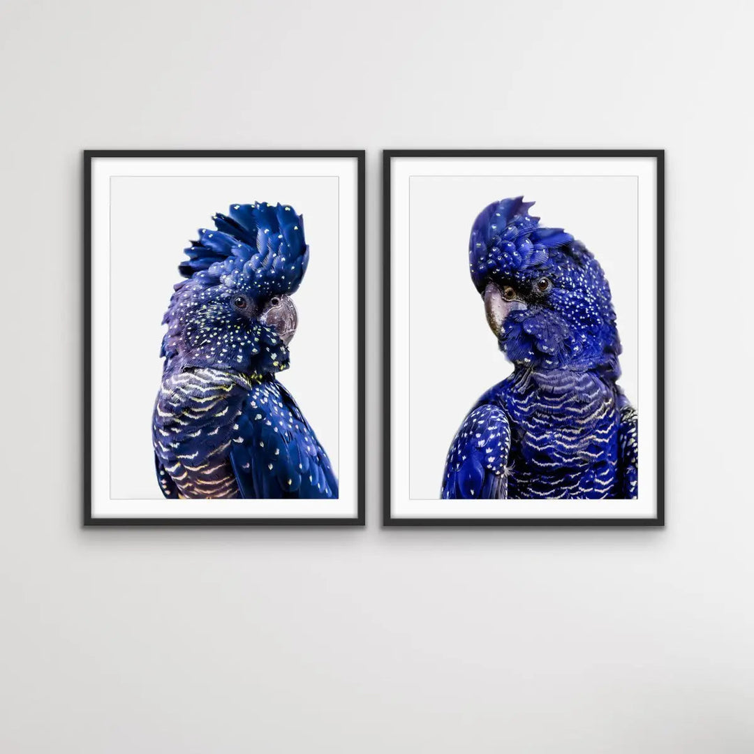 Black Cockatoo Pair - Two Piece Black Cockatoo Stretched Canvas Framed Wall Art Diptych - I Heart Wall Art - Poster Print, Canvas Print or Framed Art Print