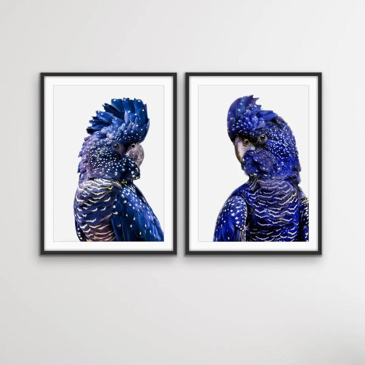 Black Cockatoo Pair - Two Piece Black Cockatoo Stretched Canvas Framed Wall Art Diptych - I Heart Wall Art - Poster Print, Canvas Print or Framed Art Print