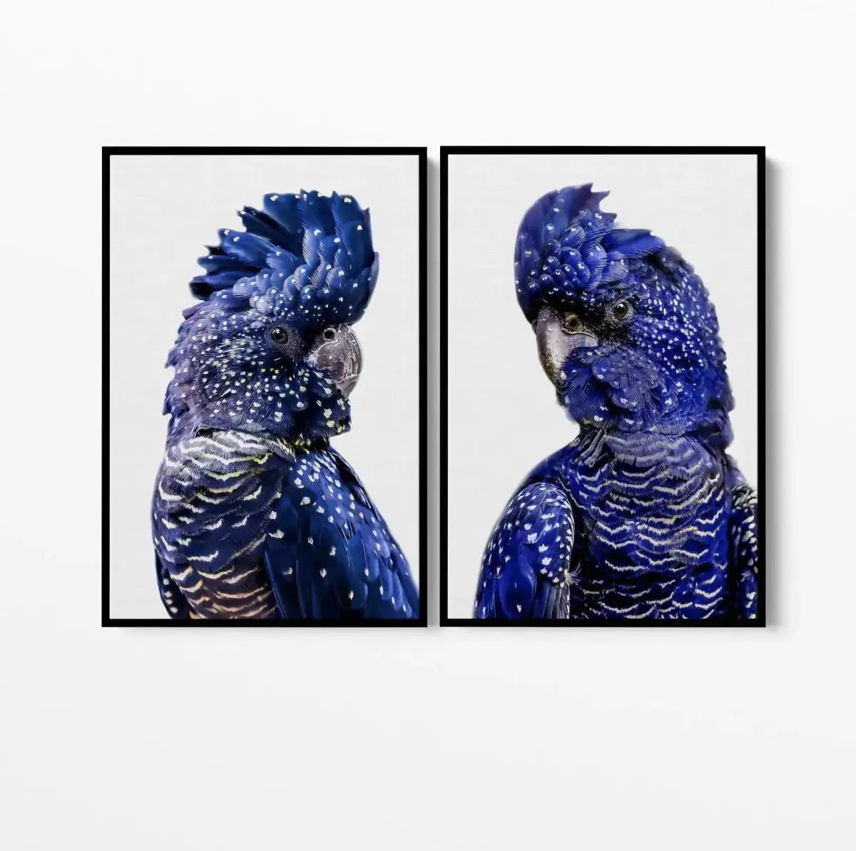 Black Cockatoo Pair - Two Piece Black Cockatoo Stretched Canvas Framed Wall Art - I Heart Wall Art - Poster Print, Canvas Print or Framed Art Print