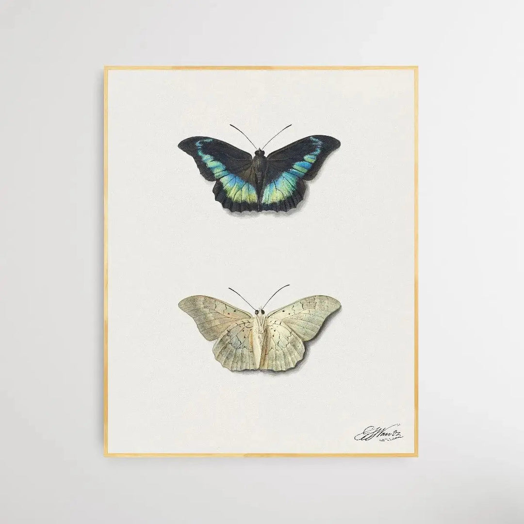 Black &amp; White Butterfly by Georgius Jacobus Johannes van Os - I Heart Wall Art - Poster Print, Canvas Print or Framed Art Print