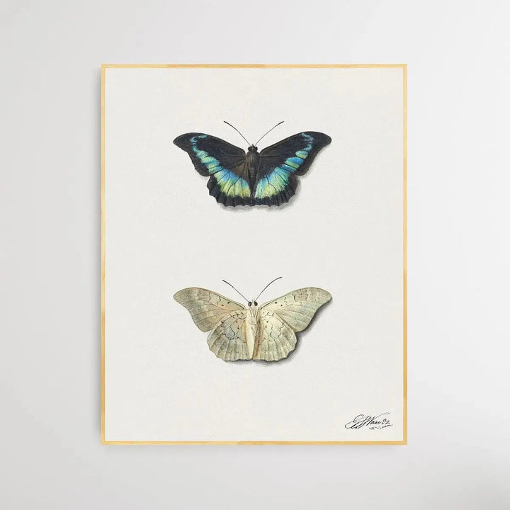 Black &amp; White Butterfly by Georgius Jacobus Johannes van Os - I Heart Wall Art - Poster Print, Canvas Print or Framed Art Print