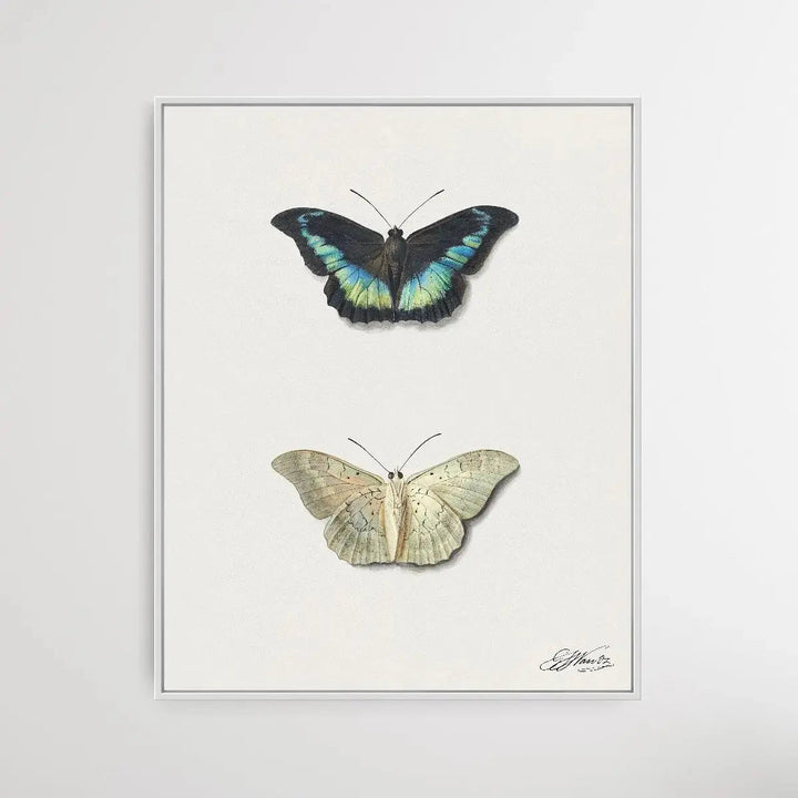 Black &amp; White Butterfly by Georgius Jacobus Johannes van Os - I Heart Wall Art - Poster Print, Canvas Print or Framed Art Print