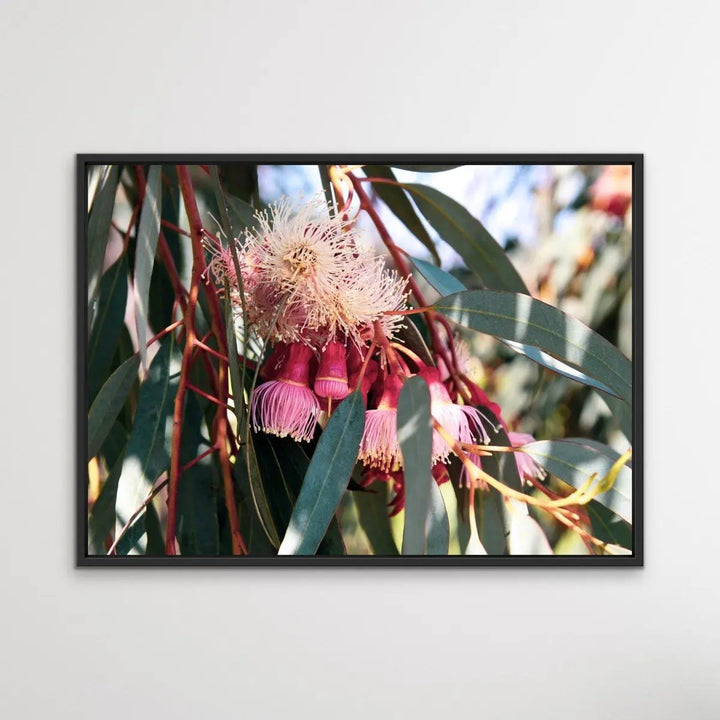 Blossom Days - Australian Nature Eucalyptus Flower Gum Tree Print - Nature Wall Art - I Heart Wall Art - Poster Print, Canvas Print or Framed Art Print