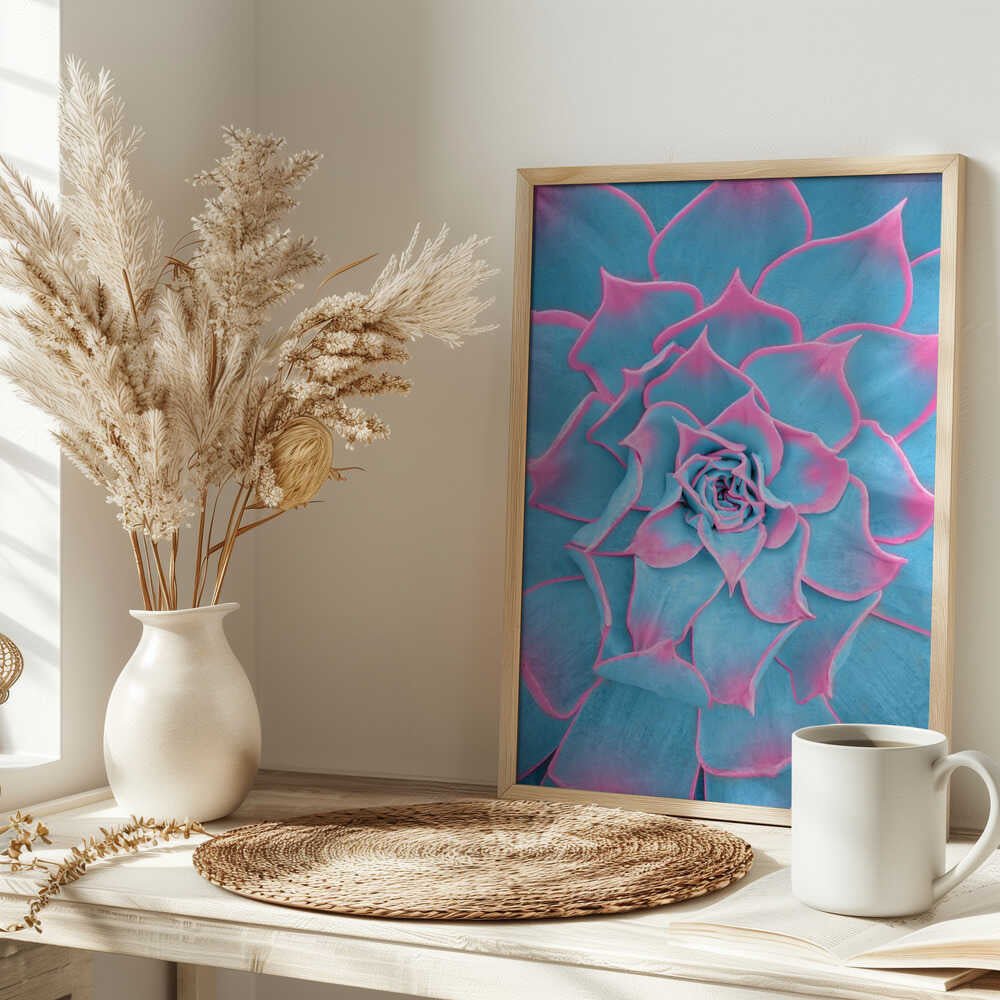 Blue and Pink Succulent - Stretched Canvas, Poster or Fine Art Print - I Heart Wall Art - Poster Print, Canvas Print or Framed Art Print
