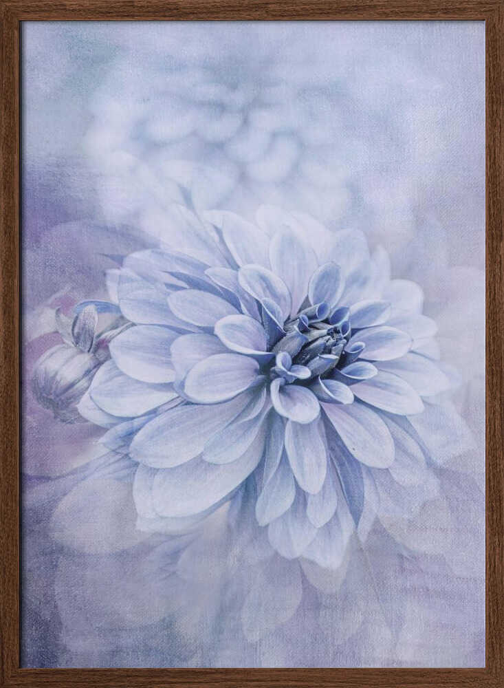 Blue Dahlia Dream - Floral Photographic Stretched Canvas Poster or Fine Art Print