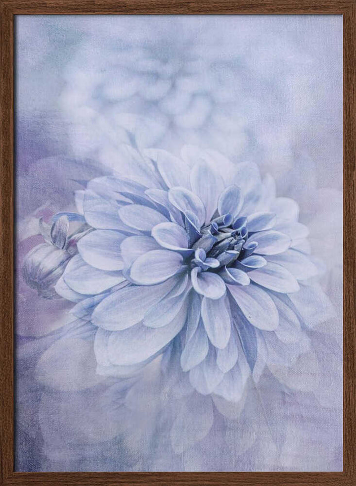 Blue Dahlia Dream - Floral Photographic Stretched Canvas Poster or Fine Art Print