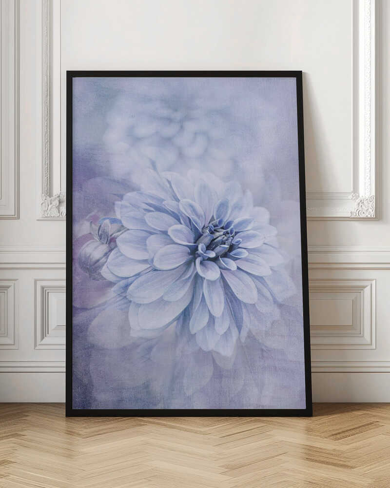 Blue Dahlia Dream - Floral Photographic Stretched Canvas Poster or Fine Art Print
