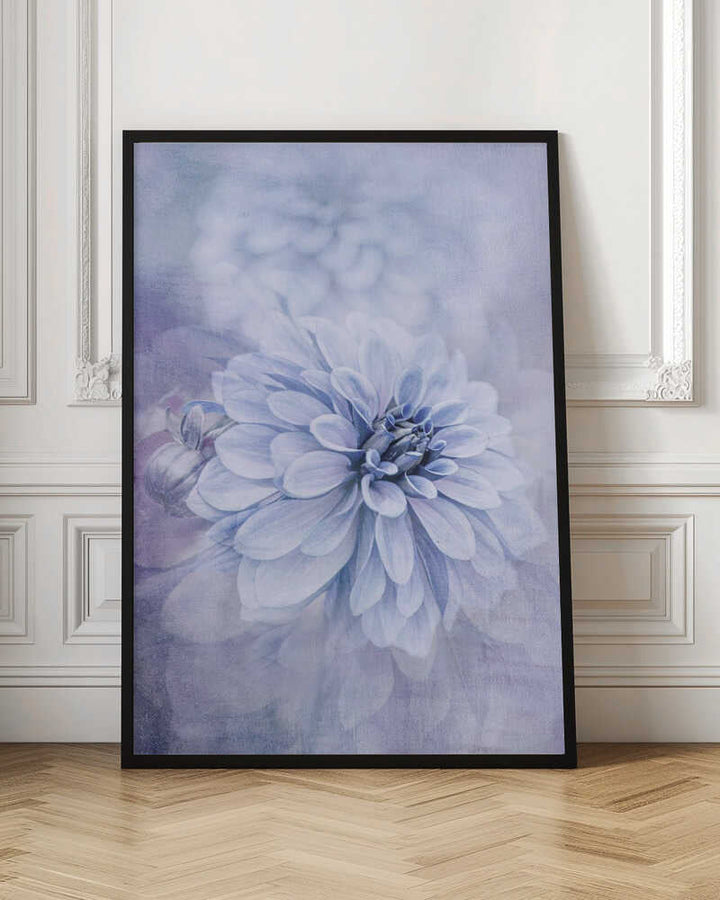 Blue Dahlia Dream - Floral Photographic Stretched Canvas Poster or Fine Art Print