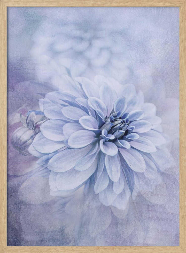 Blue Dahlia Dream - Floral Photographic Stretched Canvas Poster or Fine Art Print