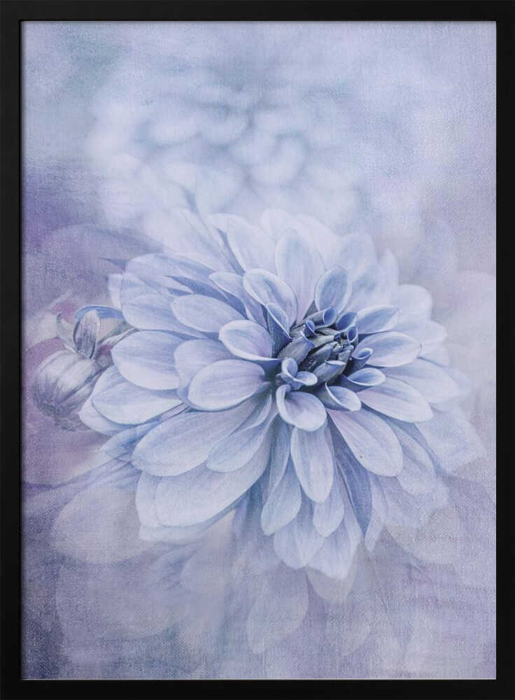 Blue Dahlia Dream - Floral Photographic Stretched Canvas Poster or Fine Art Print