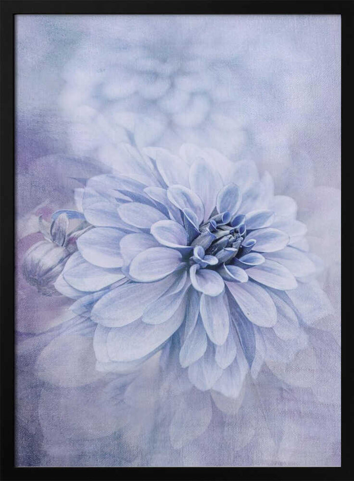 Blue Dahlia Dream - Floral Photographic Stretched Canvas Poster or Fine Art Print