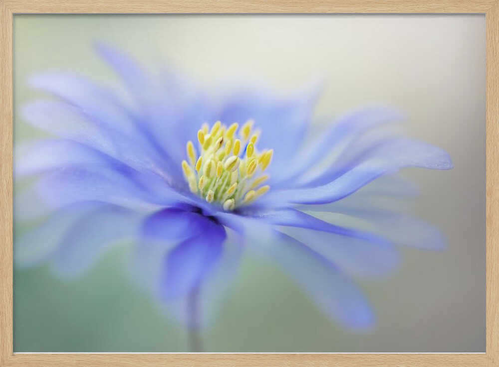 Blue Dreamy Bloom - Floral Photographic Stretched Canvas Poster or Fine Art Print