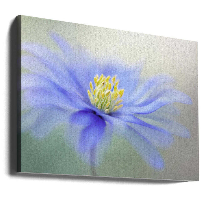 Blue Dreamy Bloom - Floral Photographic Stretched Canvas Poster or Fine Art Print