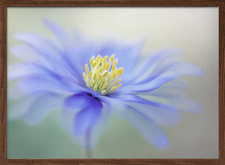 Blue Dreamy Bloom - Floral Photographic Stretched Canvas Poster or Fine Art Print