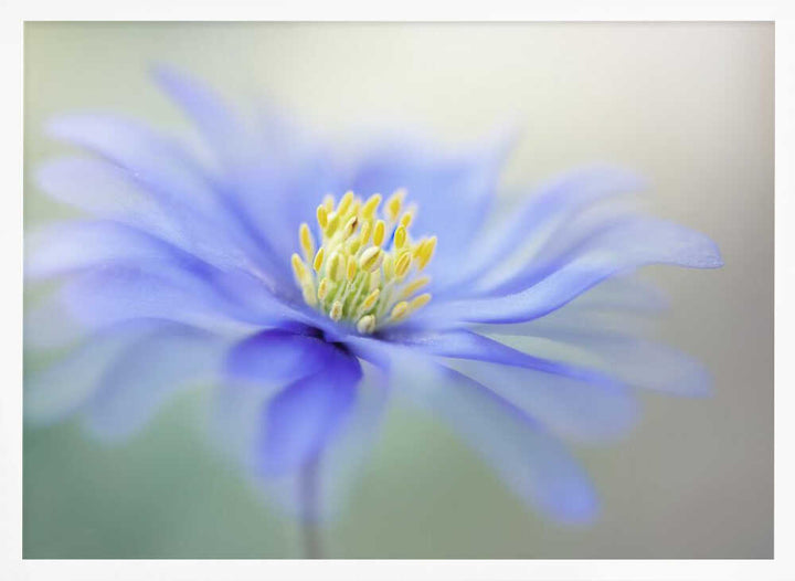 Blue Dreamy Bloom - Floral Photographic Stretched Canvas Poster or Fine Art Print