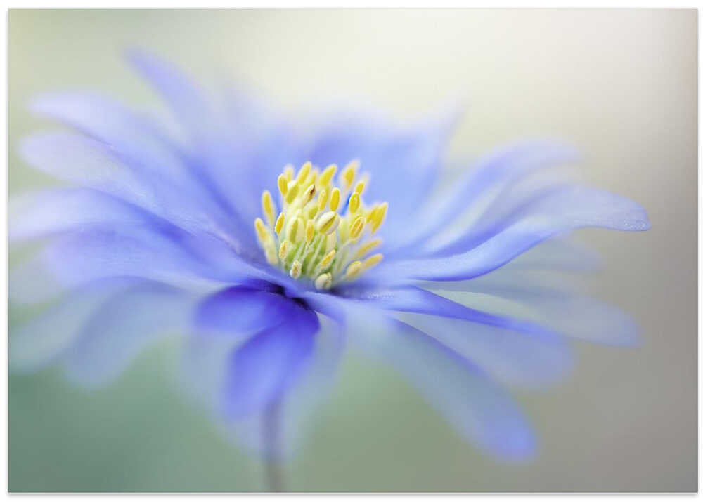 Blue Dreamy Bloom - Floral Photographic Stretched Canvas Poster or Fine Art Print