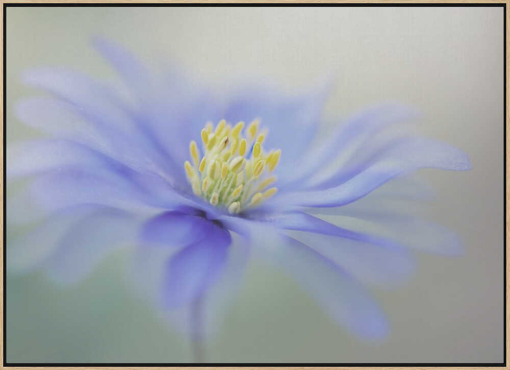 Blue Dreamy Bloom - Floral Photographic Stretched Canvas Poster or Fine Art Print