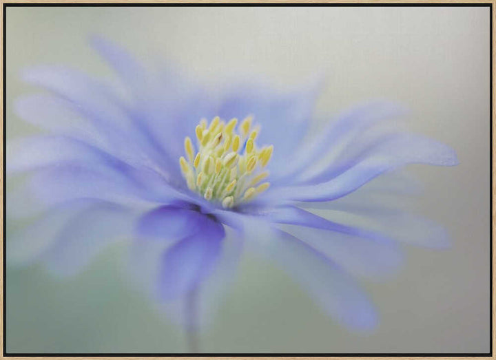 Blue Dreamy Bloom - Floral Photographic Stretched Canvas Poster or Fine Art Print