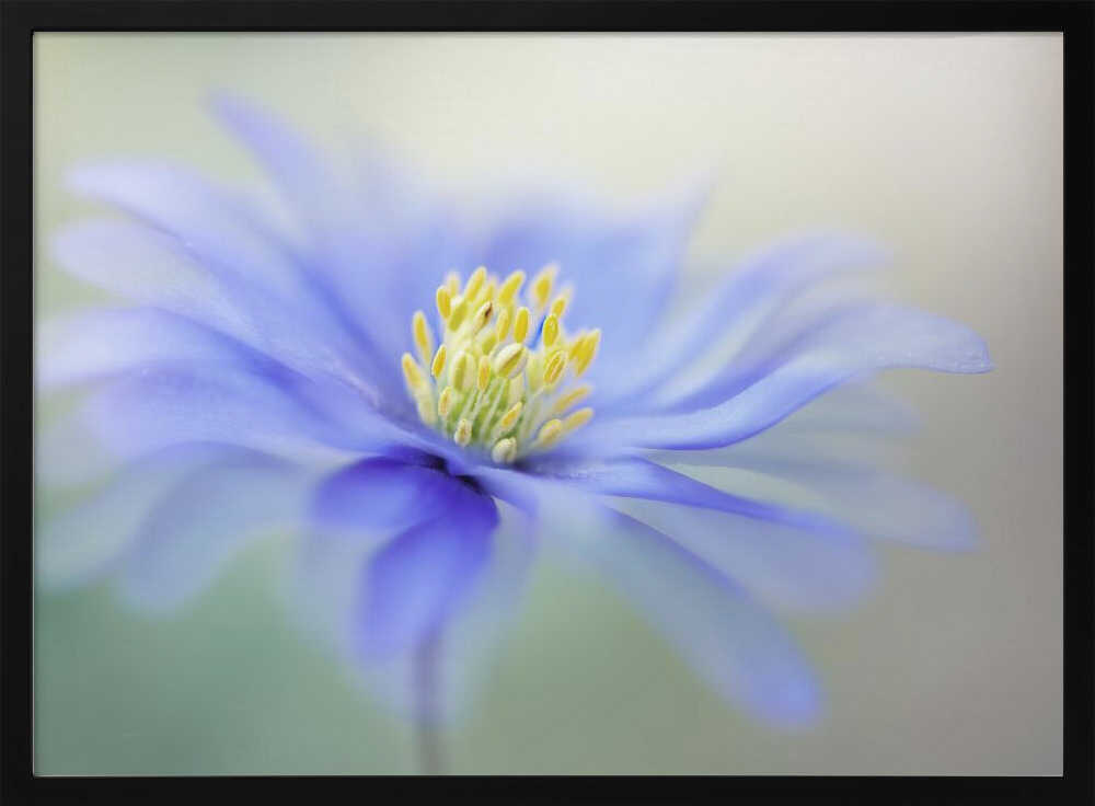 Blue Dreamy Bloom - Floral Photographic Stretched Canvas Poster or Fine Art Print