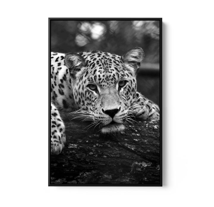 Blue Eyed Leopard - Black and White Animal Stretched Canvas or Wall Art Print - I Heart Wall Art - Poster Print, Canvas Print or Framed Art Print
