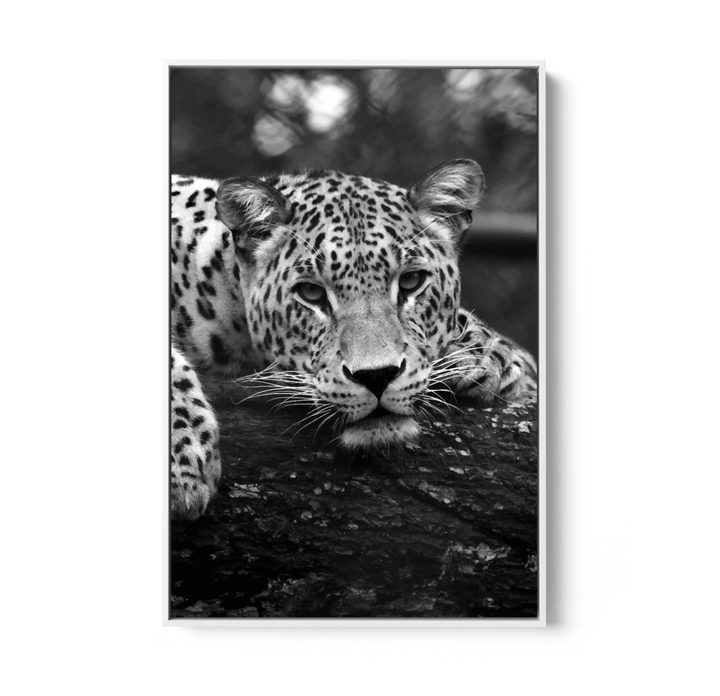 Blue Eyed Leopard - Black and White Animal Stretched Canvas or Wall Art Print - I Heart Wall Art - Poster Print, Canvas Print or Framed Art Print