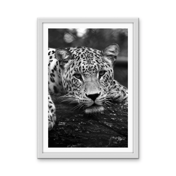 Blue Eyed Leopard - Black and White Animal Stretched Canvas or Wall Art Print - I Heart Wall Art - Poster Print, Canvas Print or Framed Art Print