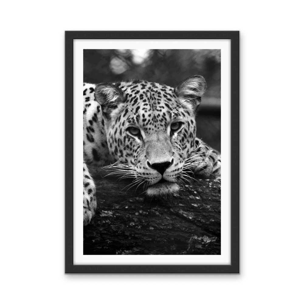 Blue Eyed Leopard - Black and White Animal Stretched Canvas or Wall Art Print - I Heart Wall Art - Poster Print, Canvas Print or Framed Art Print
