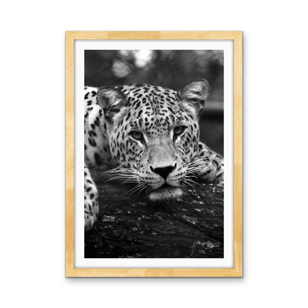 Blue Eyed Leopard - Black and White Animal Stretched Canvas or Wall Art Print - I Heart Wall Art - Poster Print, Canvas Print or Framed Art Print