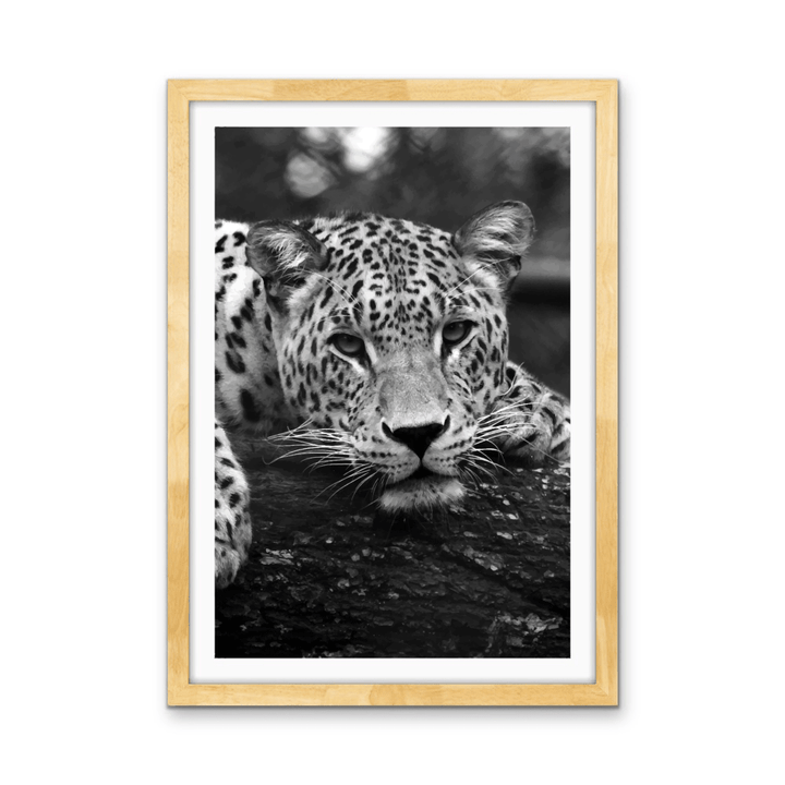 Blue Eyed Leopard - Black and White Animal Stretched Canvas or Wall Art Print - I Heart Wall Art - Poster Print, Canvas Print or Framed Art Print