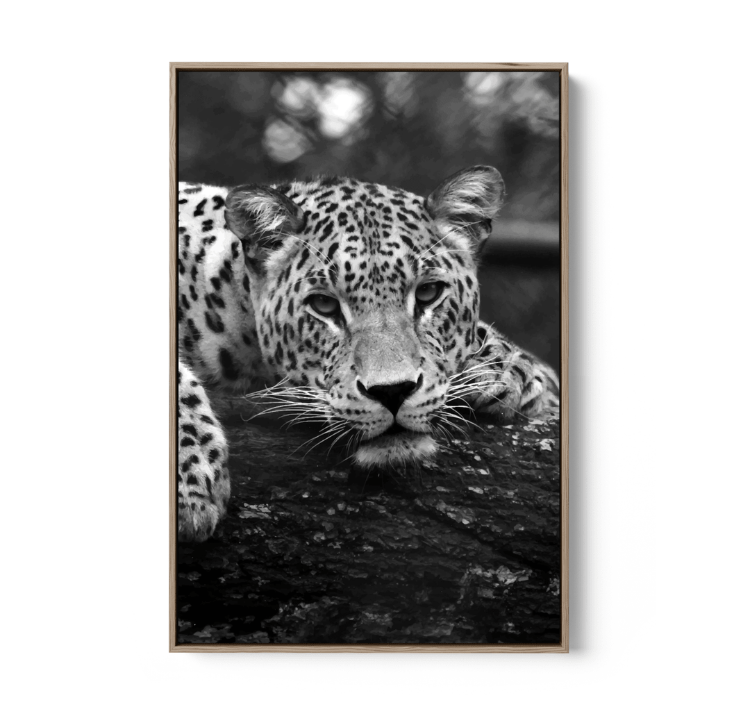 Blue Eyed Leopard - Black and White Animal Stretched Canvas or Wall Art Print - I Heart Wall Art - Poster Print, Canvas Print or Framed Art Print
